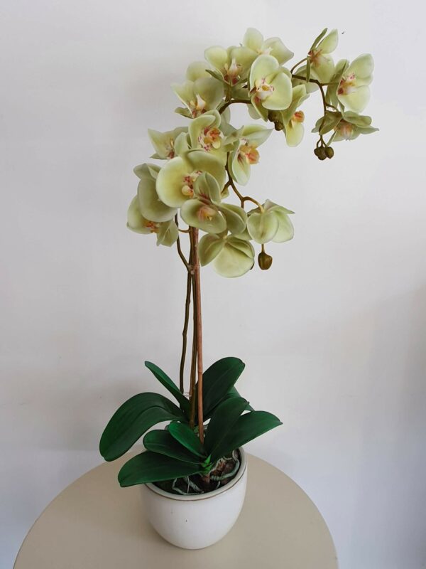 Pianta Orchidea
