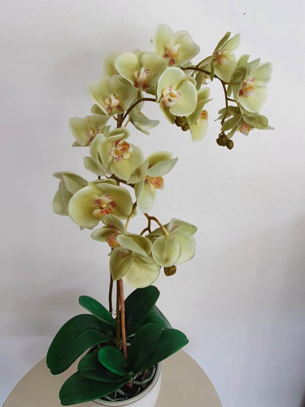 Pianta Orchidea - immagine 3