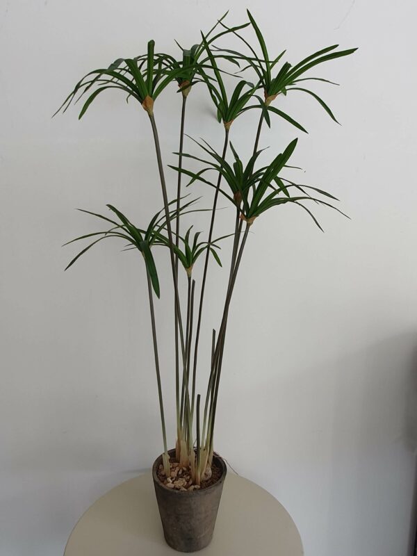 Pianta Papiro
